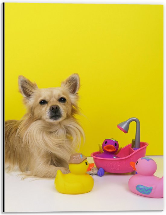 WallClassics - Dibond - Chihuahua met Roze Badkuip en Eendjes tegen Gele Achtergrond - 30x40 cm Foto op Aluminium (Met Ophangsysteem)