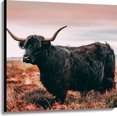 Canvas - Zwarte Schotse Hooglander in het Hoge Gras - 100x100 cm Foto op Canvas Schilderij (Wanddecoratie op Canvas)