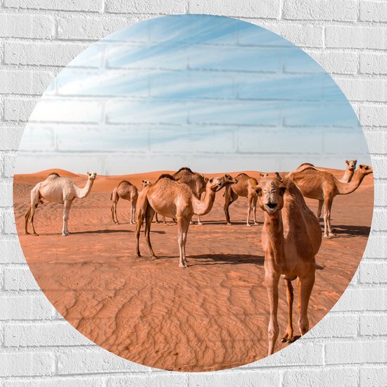 Muursticker Cirkel - Dromedarissen in de Woestijn - 100x100 cm Foto op Muursticker