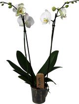 Plant in a Box - Phalaenopsis - Orchidee Wit - Bloeiende kamerplant - Katvriendelijk - Pot 12cm - Hoogte 50-60cm