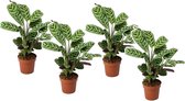 Plant in a Box - Set van 4 Ctenanthe 'gebedsplant' - Ctenanthe burle-marxii - Groen/paarse bladeren - Pot 12cm - Hoogte 25-40cm