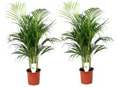 Plant in a Box - Dypsis Lutescens - Set van 2 - Areca - Goudpalm - Luchtzuiverende groene kamerplant - Pot 21cm - Hoogte 100-120cm