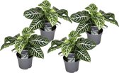 Plant in a Box - Aphelandra - Set van 4 - Zebraplant - Groene kamerplant - Unieke bladeren - Pot 13cm - Hoogte 25-45cm
