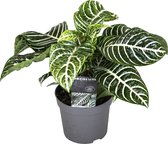 Plant in a Box - Aphelandra - Zebraplant - Groene kamerplant - Unieke bladeren - Pot 13cm - Hoogte 25-45cm