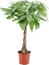 Plant in a Box - Pachira Aquatica - Kamerplant - Geldboompjes - Pot 17cm - Hoogte 60-70cm