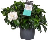 Bol.com Plant in a Box - Gardenia Jasminoides - Onderhoudsvrije bloeiende kamerplant - Witte bloemen - Pot 13cm - Hoogte 20-30cm aanbieding