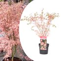 Plant in a Box - Japanese Maple 'Taylor' - Japanse
