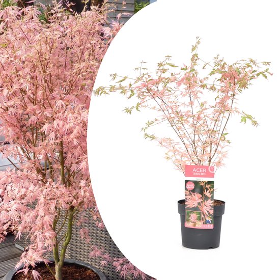 Plant in a Box - Japanese Maple 'Taylor' - Japanse Esdoorn winterhard - Limited edition Acer boom - Pot 19cm - Hoogte 50-60cm