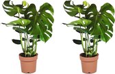 Plant in a Box - XL Monstera Deliciosa - Set van 2 gatenplanten - Pot 21cm - Hoogte 70-80cm