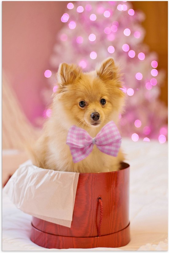 Poster (Mat) - Bruin Hondje met Roze Strik - 50x75 cm Foto op Posterpapier met een Matte look