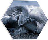 WallClassics - PVC Schuimplaat Hexagon - Beschaamde Zeehond - 30x26.1 cm Foto op Hexagon (Met Ophangsysteem)