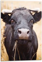 Tuinposter – Aankijkende Zwarte koe in het Gras - 60x80 cm Foto op Tuinposter (wanddecoratie voor buiten en binnen)
