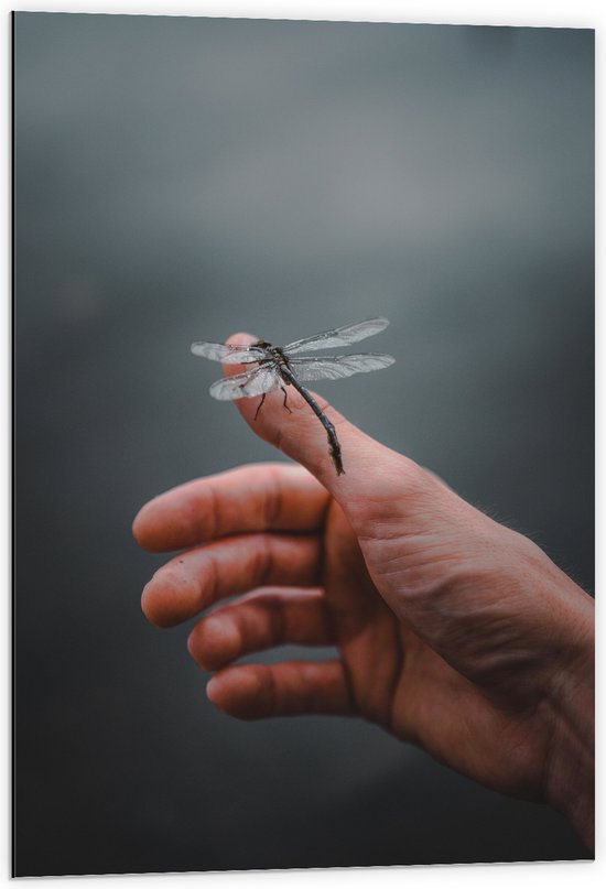 Dibond - Libellen op een Hand - 60x90 cm Foto op Aluminium (Met Ophangsysteem)