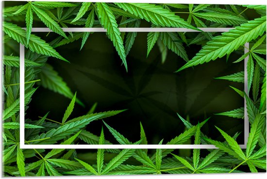 Acrylglas - Kader van Cannabis Planten - 75x50 cm Foto op Acrylglas (Met Ophangsysteem)