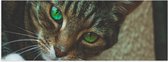 Poster Glanzend – Bruine Kat met Groene Ogen - 60x20 cm Foto op Posterpapier met Glanzende Afwerking