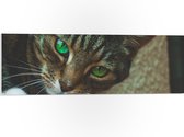 PVC Schuimplaat- Bruine Kat met Groene Ogen - 90x30 cm Foto op PVC Schuimplaat