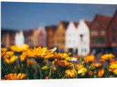 PVC Schuimplaat - Geel Bloemenveld voor Rij Amsterdamse Grachtenpanden - 105x70 cm Foto op PVC Schuimplaat (Met Ophangsysteem)