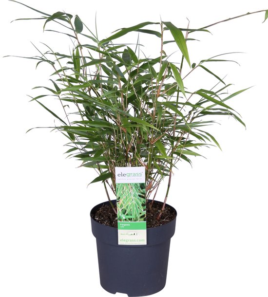 Hello Plants Fargesia Rufa - Ø 14 cm - Hoogte: 40 cm - Bamboe Plant