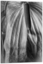 Dibond - Spathiphyllum Cochlearspathum Bloem - Zwart/Wit - 60x90 cm Foto op Aluminium (Met Ophangsysteem)