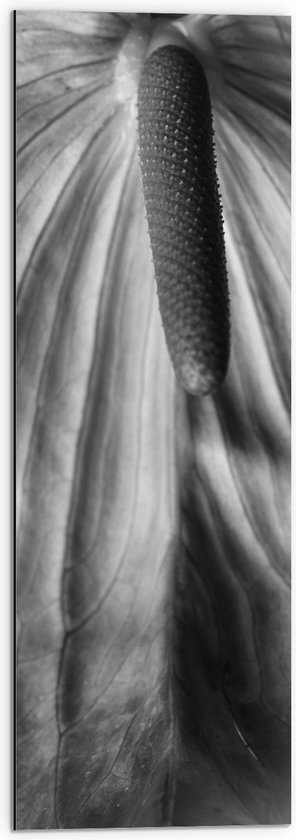 Dibond - Spathiphyllum Cochlearspathum Bloem - Zwart/Wit - 30x90 cm Foto op Aluminium (Met Ophangsysteem)