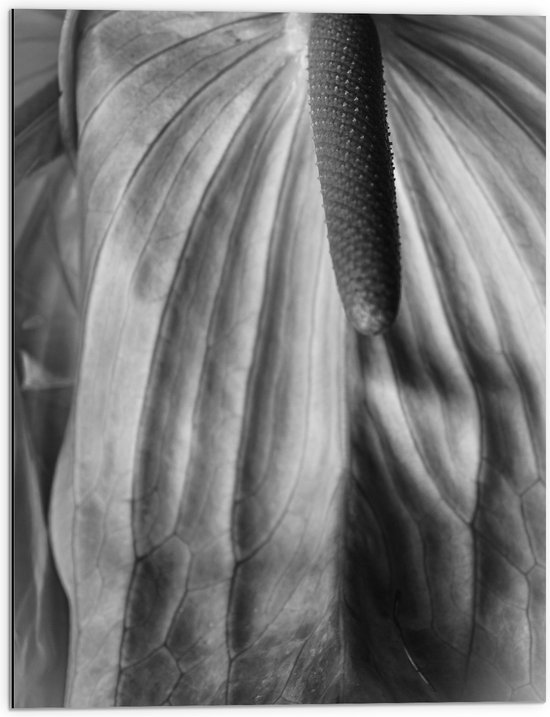 Dibond - Spathiphyllum Cochlearspathum Bloem - Zwart/Wit - 60x80 cm Foto op Aluminium (Met Ophangsysteem)