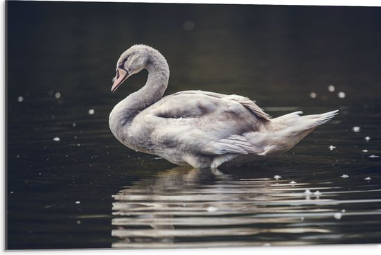 WallClassics - Dibond - Grijze Knobbel Zwaan Staand in het Water - 75x50 cm Foto op Aluminium (Wanddecoratie van metaal)