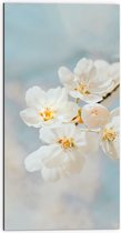 WallClassics - Dibond - Witte Sakura Bloem - 50x100 cm Foto op Aluminium (Met Ophangsysteem)