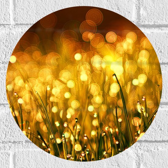Muursticker Cirkel - Gras met Gouden Waterdruppels - 30x30 cm Foto op Muursticker