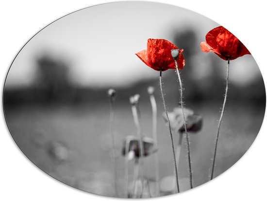 Dibond Ovaal - Rode Bloemen op Zwart-witte Achtergrond - 108x81 cm Foto op Ovaal (Met Ophangsysteem)
