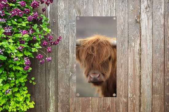 Affiche de jardin Highlander écossais - Cornes - Cheveux - 30x60 cm - Toile de jardin - Affiche extérieure