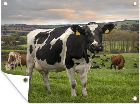 Affiche de jardin de vache avec des étiquettes d'oreille en pelouse toile en vrac 160x120 cm - Toile de jardin / Toile d'extérieur / Peintures d'extérieur (décoration de jardin) XXL / Groot format!
