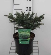 Picea omorika 'Karel' - Servische Spar  20 - 25 cm in pot