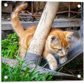 WallClassics - Tuinposter – Kitten in de Tuin - 50x50 cm Foto op Tuinposter  (wanddecoratie voor buiten en binnen)