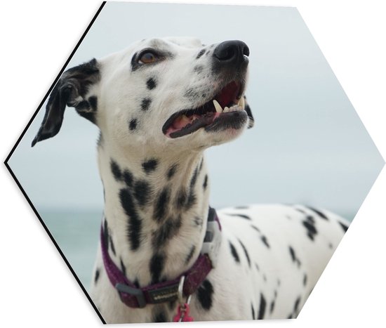 WallClassics - Dibond Hexagon - Dalmatier aan de Zee - 40x34.8 cm Foto op Hexagon (Met Ophangsysteem)