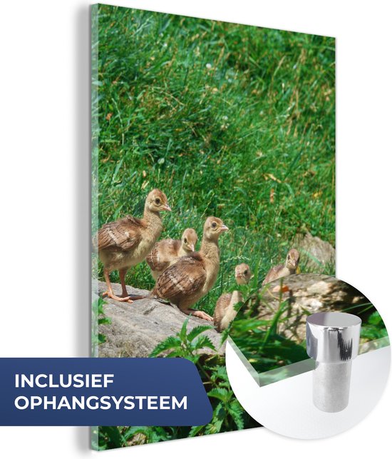 MuchoWow® Glasschilderij – Pauw – Vogels – Gras – 120×160 cm – Acrylglas Schilderijen – Foto op Glas
