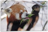 WallClassics - Tuinposter – Kleine Panda Etend aan Blaadje - 60x40 cm Foto op Tuinposter  (wanddecoratie voor buiten en binnen)