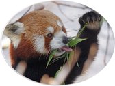 WallClassics - PVC Schuimplaat Ovaal - Kleine Panda Etend aan Blaadje - 40x30 cm Foto op Ovaal  (Met Ophangsysteem)