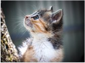WallClassics - Poster (Matte) - Chaton dans l'arbre - 40x30 cm Photo sur Papier Poster avec un aspect Mat