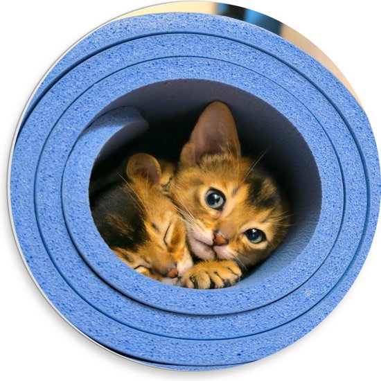 WallClassics - PVC Schuimplaat Muurcirkel - Twee Katten in Blauwe Rol - 30x30 cm Foto op Muurcirkel (met ophangsysteem)