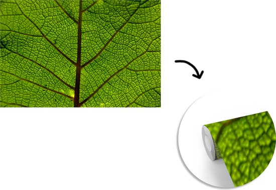 Papier peint photo peint photo vinyle - Veines des feuilles largeur 330 cm x hauteur 220 cm - Tirage photo sur papier peint (disponible en 7 tailles)