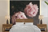 Behang - Fotobehang Uitgebloeide roze pioenrozen - Breedte 240 cm x hoogte 240 cm