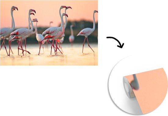 Flamants roses au coucher du soleil 330x220 cm
