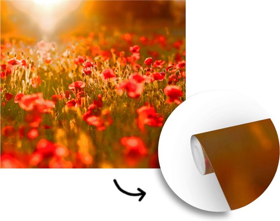 Behang - Fotobehang Oranje gloed over de Klaprozen in het veld - Breedte 220 cm x hoogte 220 cm