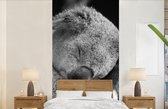 Behang - Fotobehang Slapende koala op zwarte achtergrond in zwart-wit - Breedte 120 cm x hoogte 240 cm