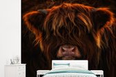 Behang - Fotobehang Schotse hooglander - Licht - Dier - Breedte 265 cm x hoogte 240 cm