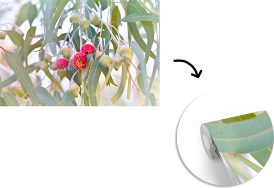 Papier peint Papier peint photo en vinyle - Fleurs d'eucalyptus roses entre les feuilles largeur 600 cm x hauteur 400 cm - Tirage photo sur papier peint (disponible en 7 tailles)