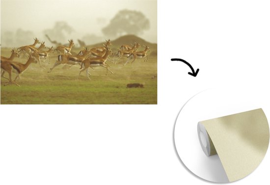 Papier peint photo en vinyle - Beaucoup de Gazelles se promenant dans les plaines d'Afrique largeur 360 cm x hauteur 240 cm - Tirage photo sur papier peint (disponible en 7 tailles)