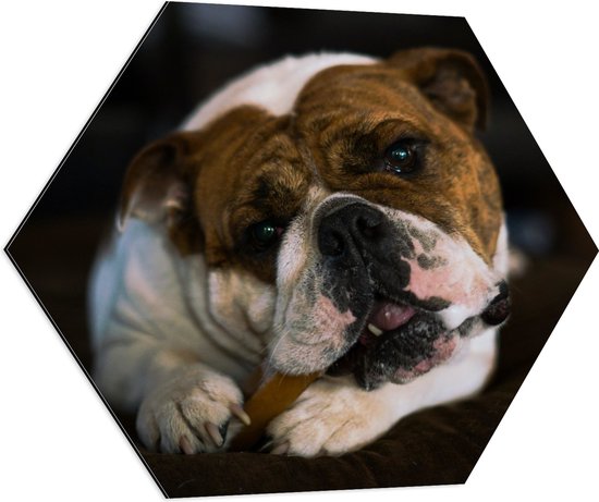 WallClassics - Dibond Hexagon - Bruin met Witte Hond met een Snoepje in zijn Mond - 70x60.9 cm Foto op Hexagon (Met Ophangsysteem)