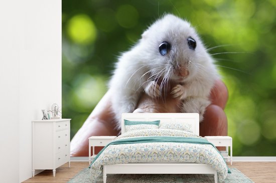 Papier peint - Papier peint Papier peint photo - Hamster aux grands yeux se tenant bien - Largeur 385 cm x hauteur 280 cm