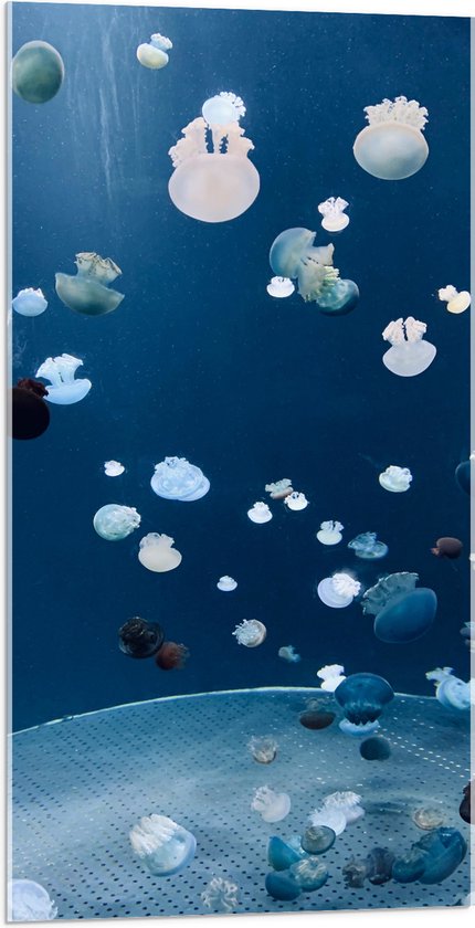 WallClassics - Acrylglas - Blauwe, Witte en Zwarte Kwallen in de Zee - 50x100 cm Foto op Acrylglas (Wanddecoratie op Acrylaat)